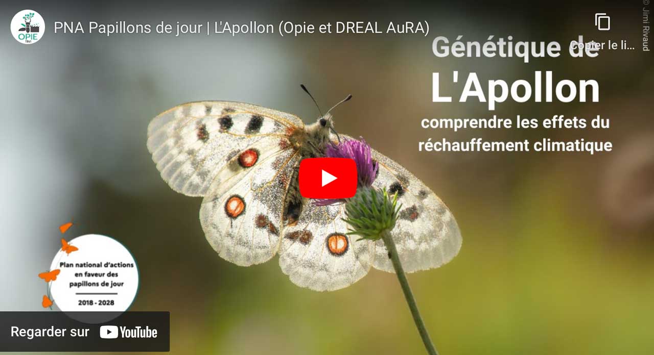 Vidéo apollon papillon