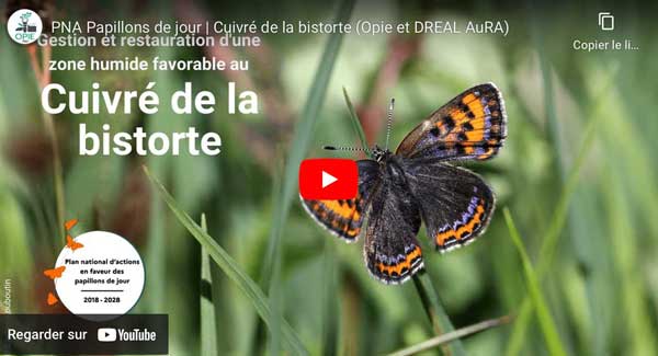 vidéo cuivre de la bistorte