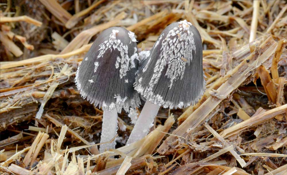 Champignons Bourgogne Franche-Comté mycologie