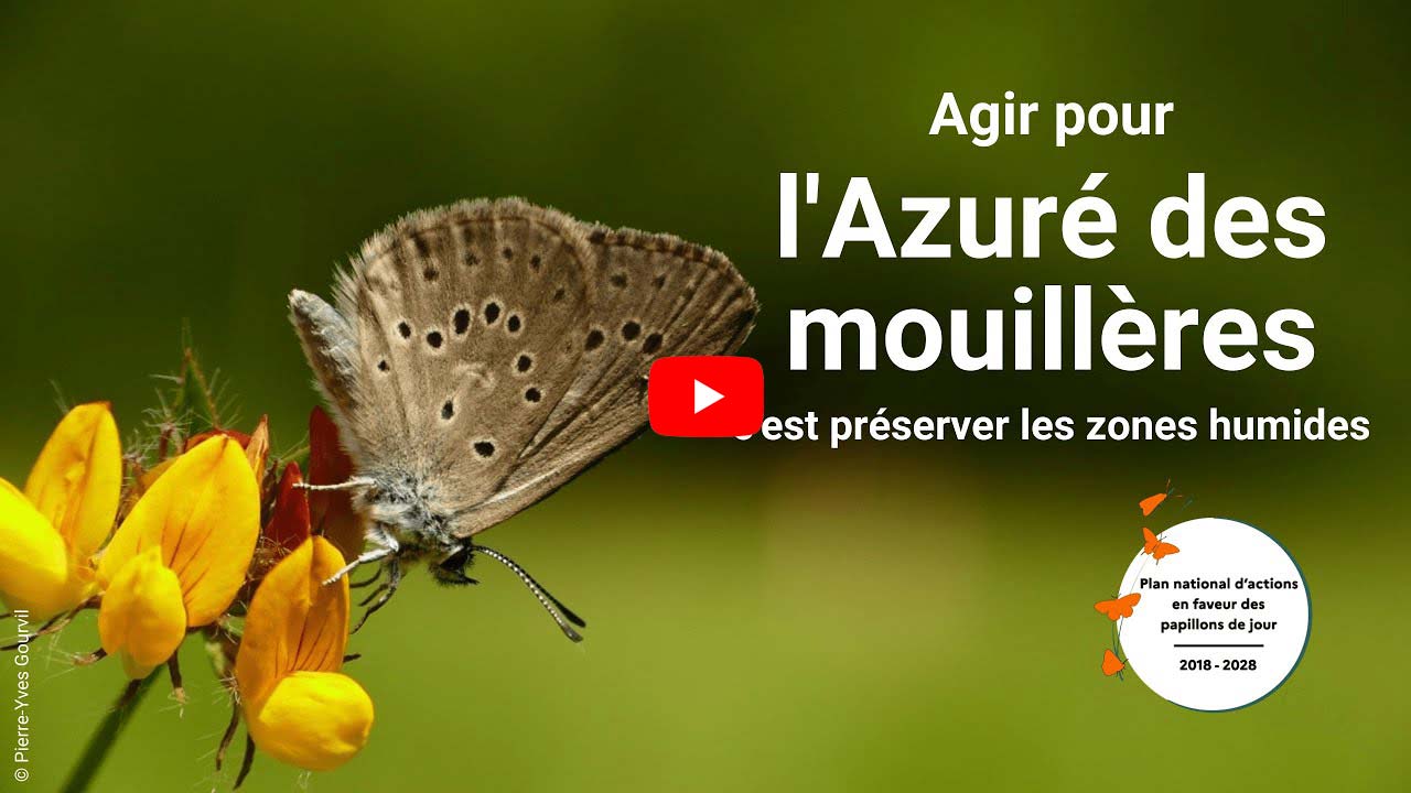 Miniature YouTube de la vidéo azuré des mouillères