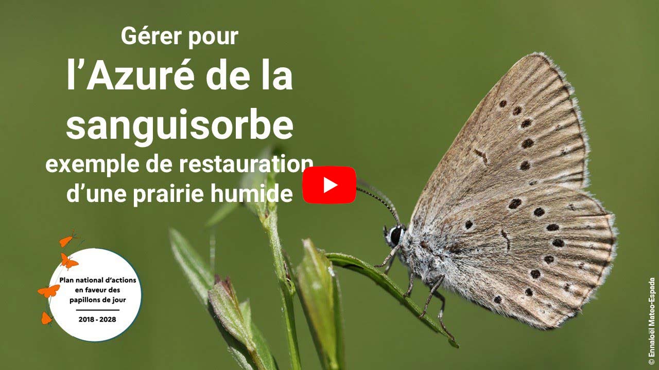 Miniature YouTube de la vidéo azuré de la sanguisorbe