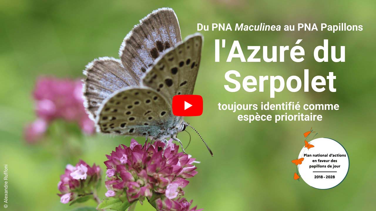 Miniature YouTube de la vidéo azuré du serpolet