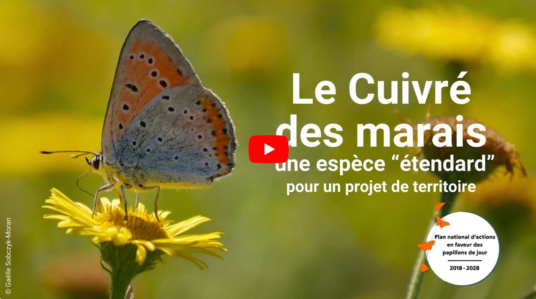 Vignette YouTube de la video sur le cuivré des marais