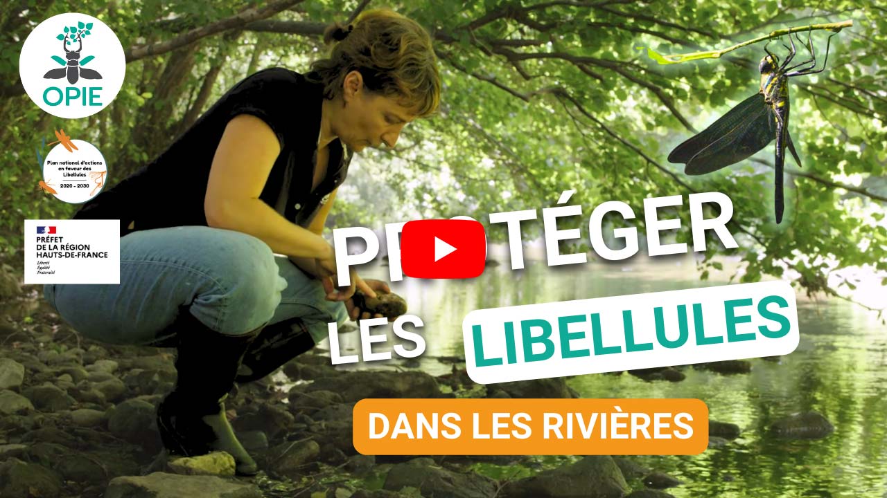 Miniature vidéo protéger les libellules dans les rivières