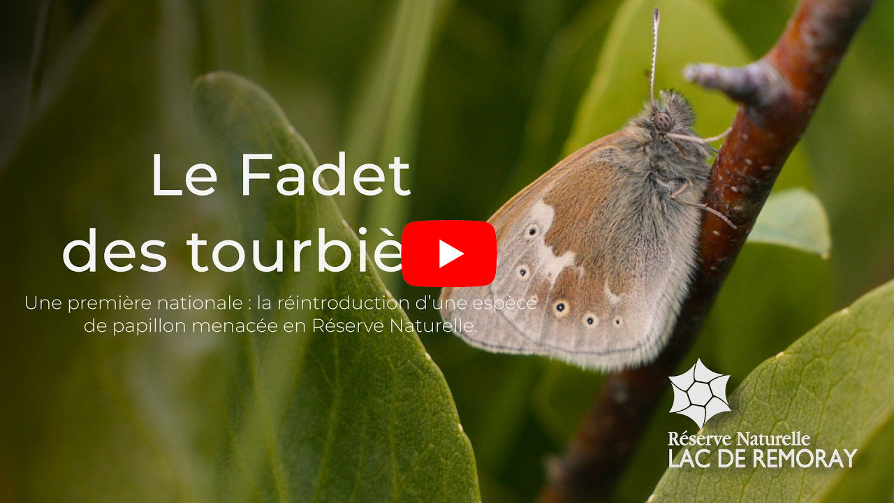 Miniature de la vidéo Youtube sur le fadet des tourbières