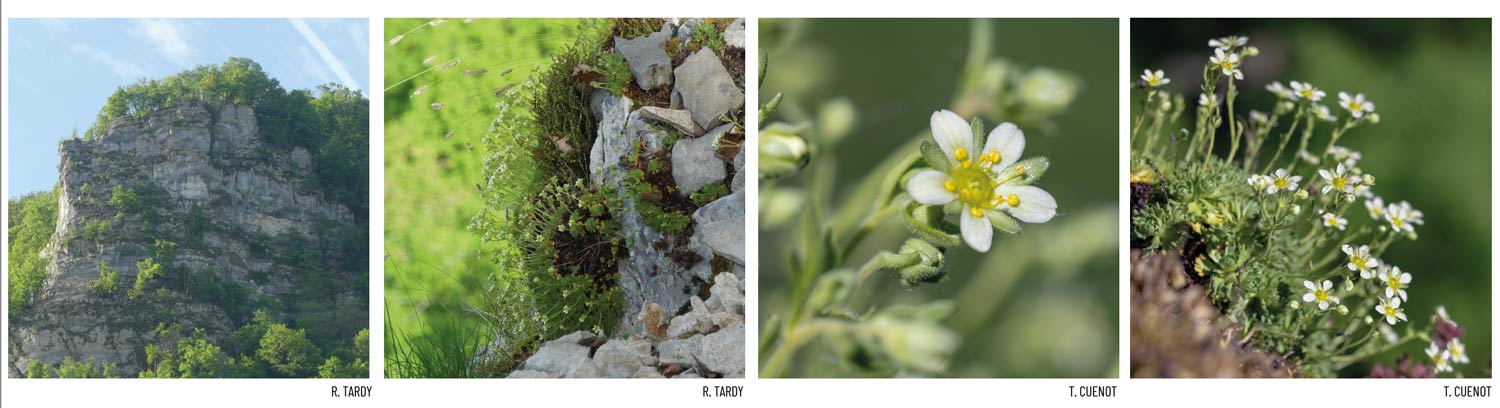 saxifraga moschata