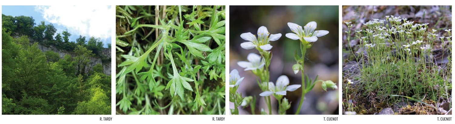 Saxifraga rosacea