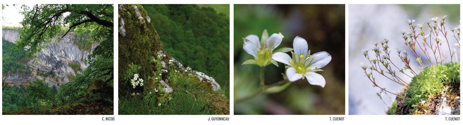 saxifraga sponhemica