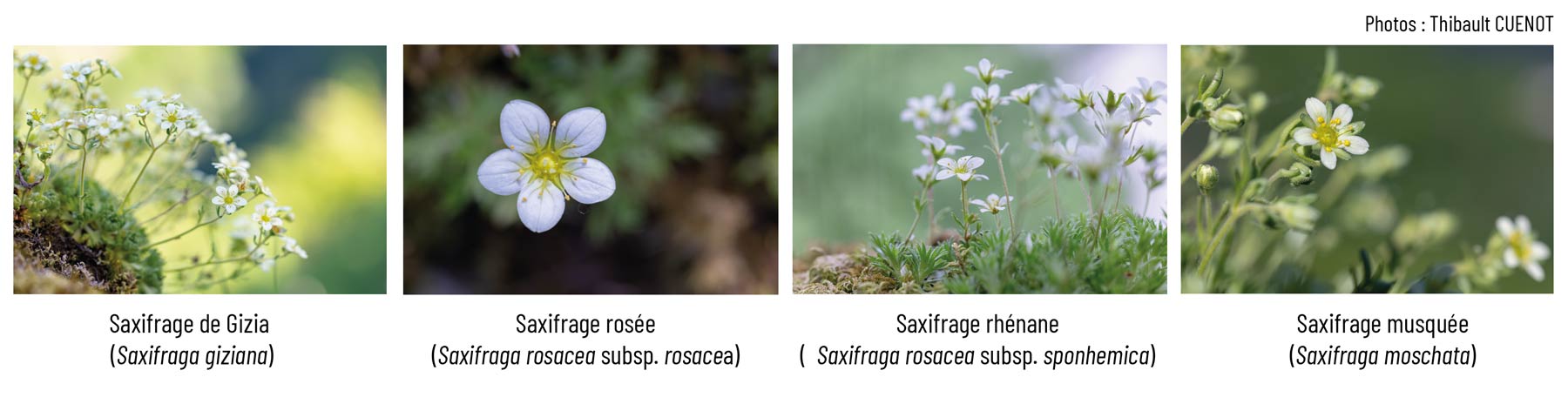 Plan national d'actions PNA saxifraga rupestris