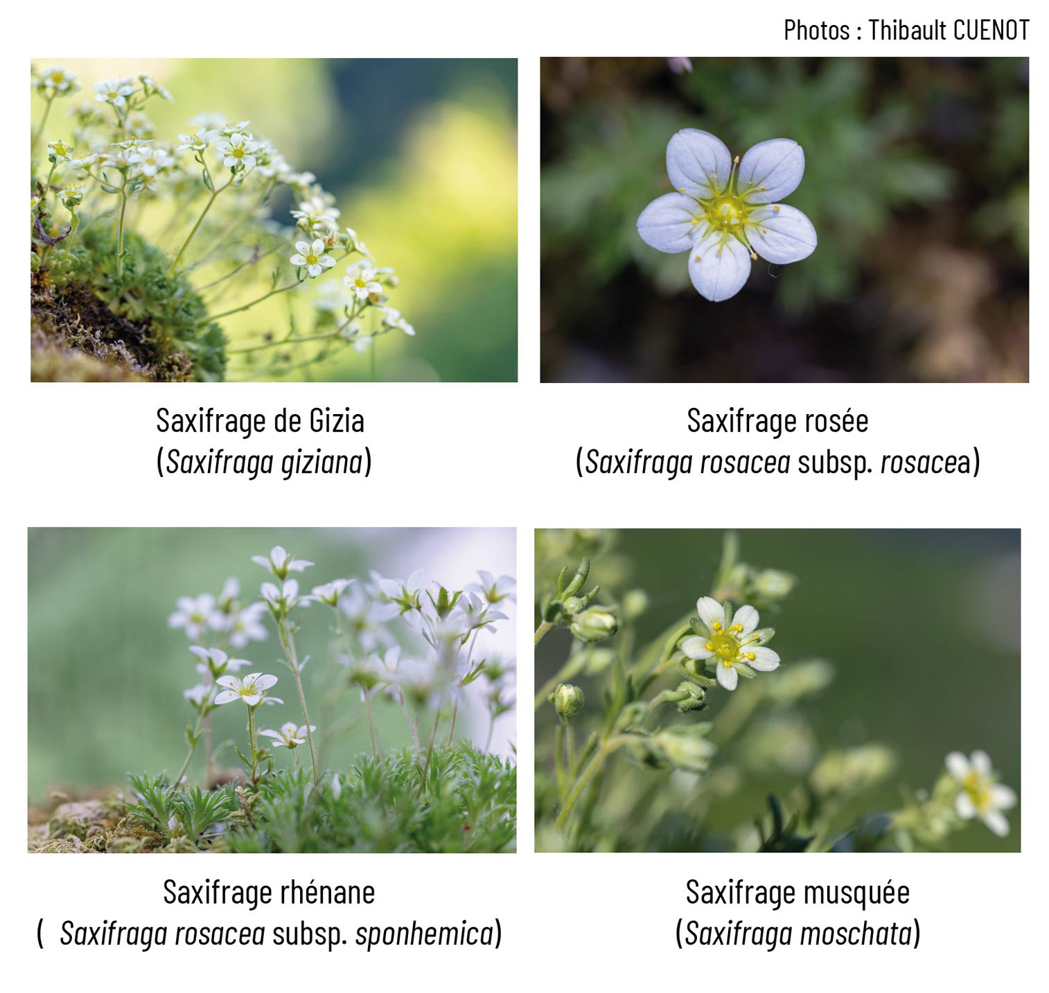 PNA saxifraga des rochers saxifrages des rochers rupestres Conservatoire Bourgogne-Franche-COmté