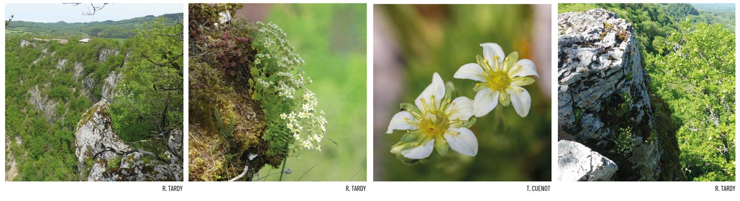Saxifraga giziana