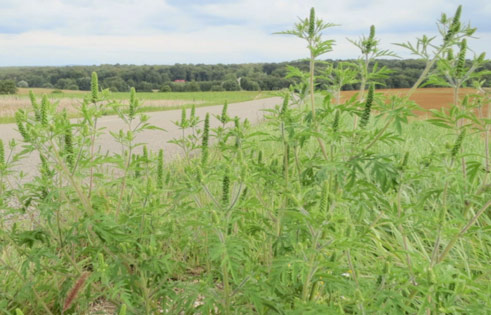 Ambroisie à feuilles d'armoise ambroisie-conservatoire-botanqiue-franche-comte-ori