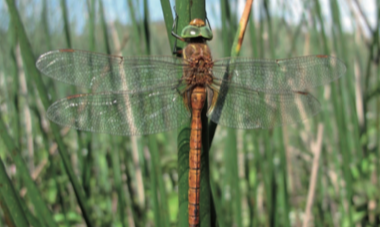 Aeschne isocèle - CBNFC-ORI