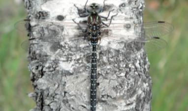 Aeschne subartique - CBNFC-ORI