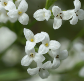Aspérule des teinturiers (Asperula tinctoria L.) - CBNFC-ORI