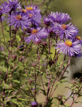 Asters américains (Symphyotrichum x salignum) - CBNFC-ORI