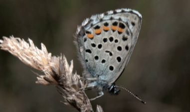 Azuré du Thym - CBNFC-ORI