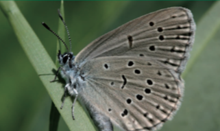 Azurée de la Croisette