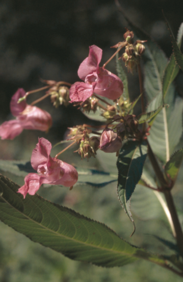 Balsamine géante (Impatiens glandulifera) - CBNFC-ORI