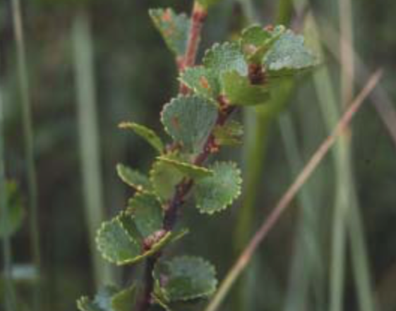 Bouleau nain (Betula nana) - CBNFC-ORI