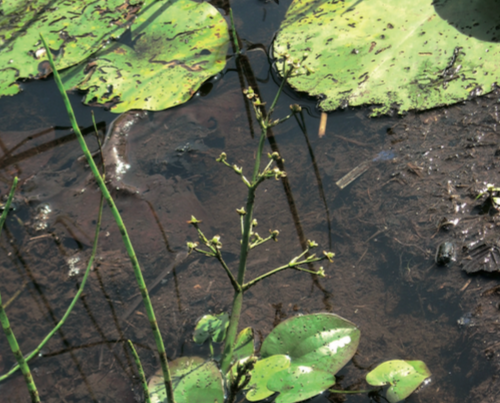 Caldésie à feuilles de Parnassie