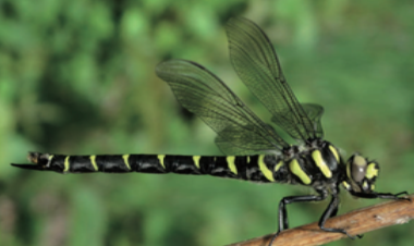 Cordulegastre bidenté - CBNFC-ORI