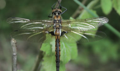 Cordulie à deux tâches