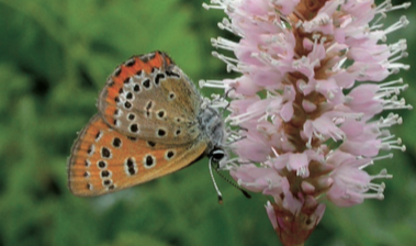 Cuivré de la Bistorte - CBNFC-ORI