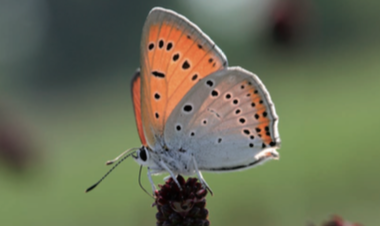 Cuivré des marais - CBNFC-ORI