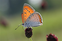 Cuivré des marais - CBNFC-ORI
