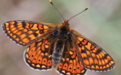 Damier de la Succise