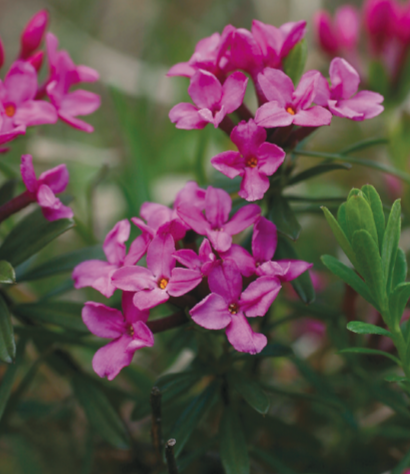 Daphné camélée (Daphne cneorum L.)