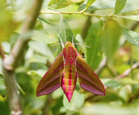 Grand sphinx de la vigne (Deilephila elpenor) (B. Greffier)