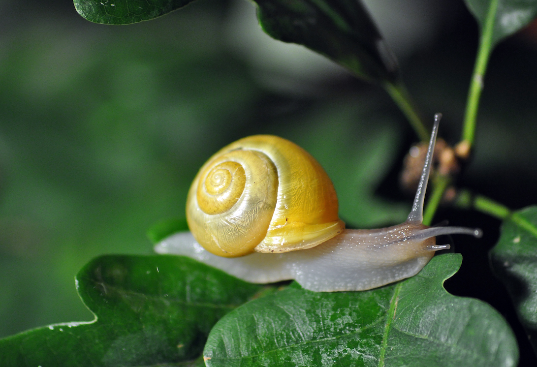 L’Escargot des jardins (Cepaea hortensis)
