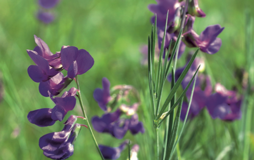 Gesse de Bauhin- CBNFC-ORI