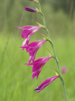 Glaïeul des marais (Gladiolus palustres) - CBNFC-ORI
