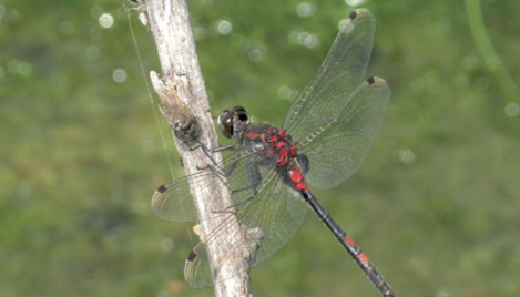 Leucorrhine douteuse