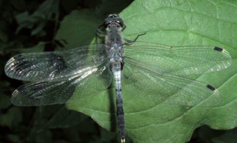 Leucorrhine à Front Blanc - CNNFC-ORI