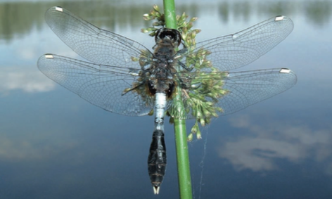 Leucorrhine large queue