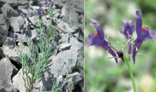 Linaire des pierriers - CBNFC-ORI