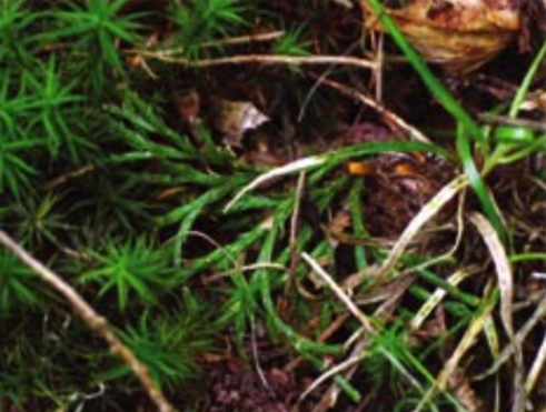 Lycopode petit-cyprès (Diphasiastrum tristachyum) - CBNFC-ORI