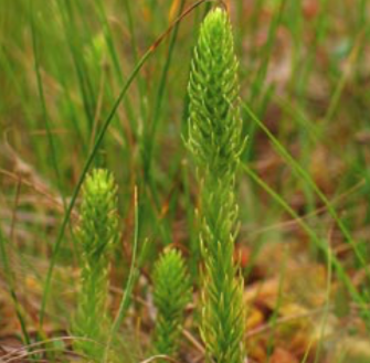 Lycopode inondé (Lycopodiella inundata) - CBNFC-ORI