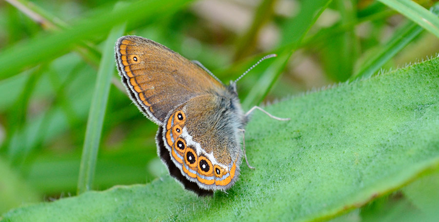 melibee-conservation-conservatoire-botanique-franche-comte