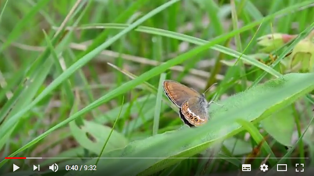 Melibée papillon Franche-Comté - Conservatoire botanique Franche-Comté