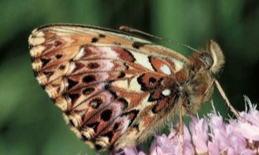 Nacré porphyrin - CBNFC-ORI