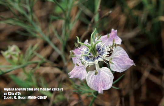 Nivelle des champs - CBNFC-ORI