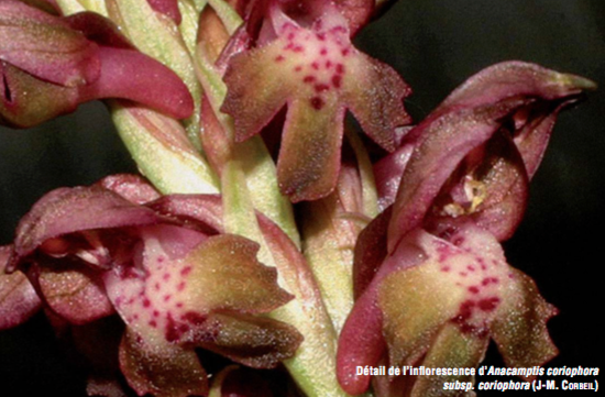 Orchis Punaise - CBNFC-ORI