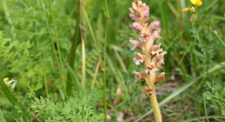 Orobanche de Bartling - CBNFC-ORI