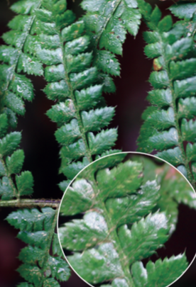 Polystichum braune - CBNFC-ORI