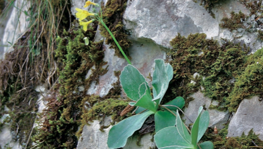 Primevère oreilles d'ours - CBNFC-ORI